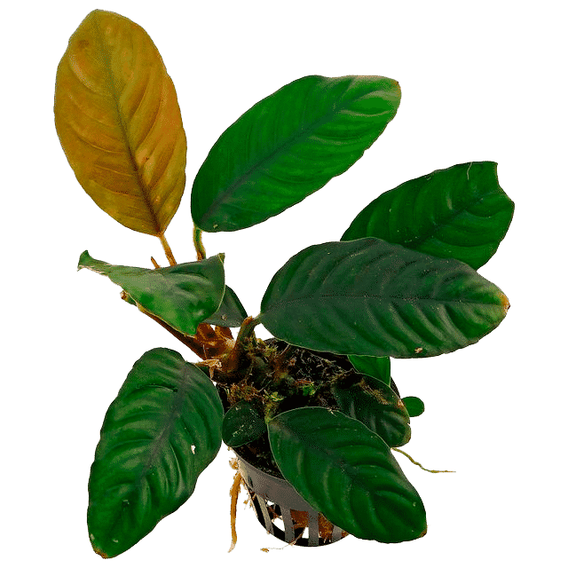 Anubias Barteri Var. Coffeefolia.