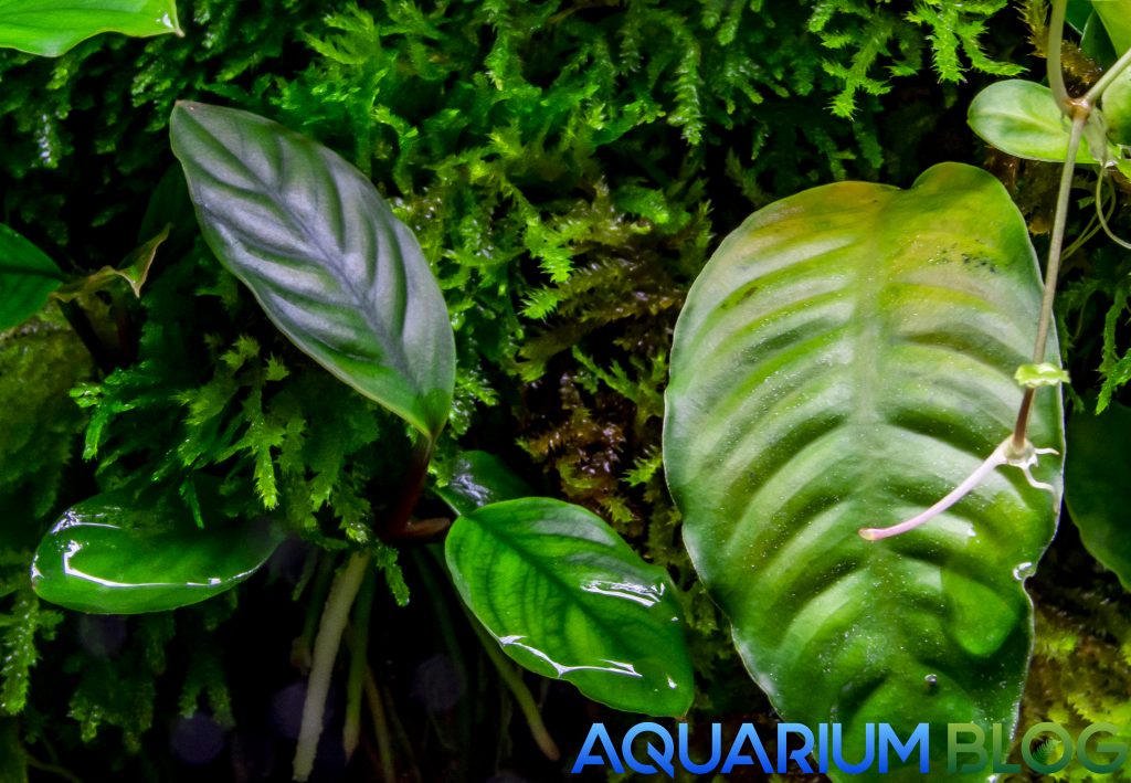 Anubias Barteri Var. Coffeefolia.
A la Izquierda hojas jóvenes, a la Derecha hojas viejas.