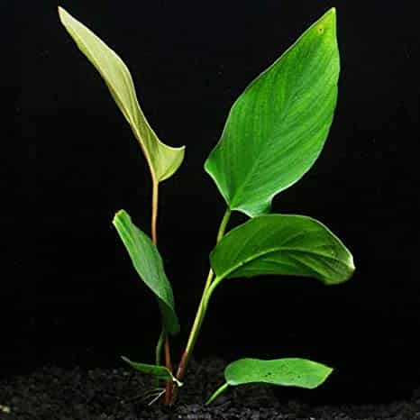 Anubias Hastifolia