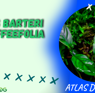 Anubias barteri Var. Coffeefolia