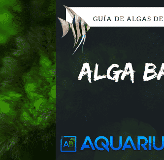 Alga Barba acuario