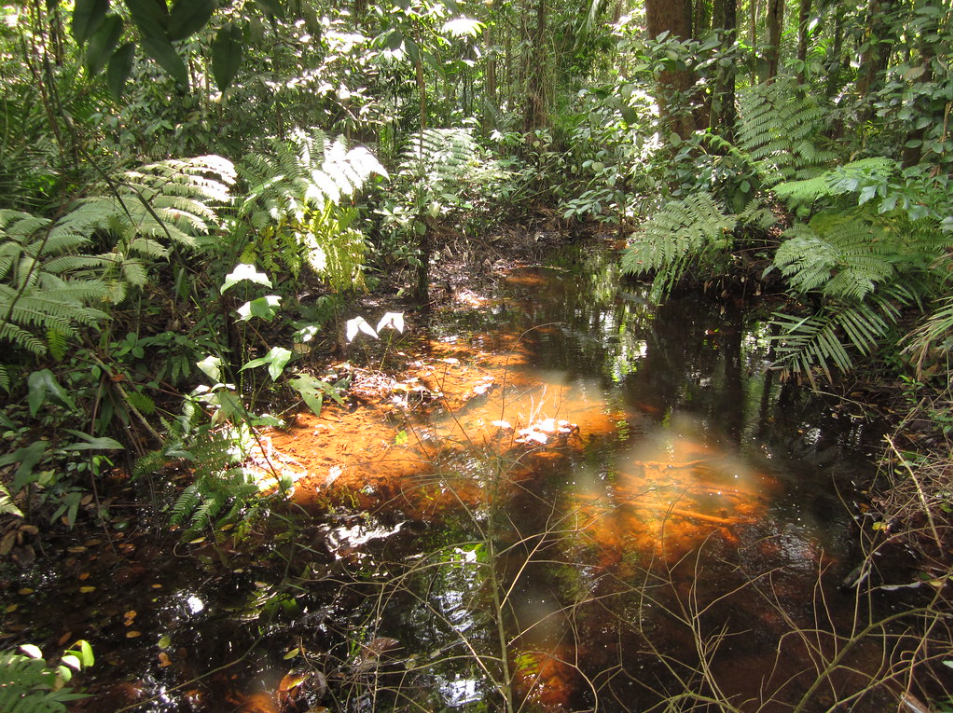 Biotopo Nee Soon Swamp Forest. Singapur