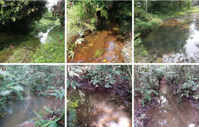 Diferentes zonas en biotopo Nee Soon Swamp Forest. Singapur