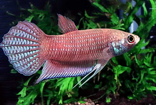 Betta Pugnax, pez principal en acuario de biotopo B1 Nee Soon Swamp Forest. Singapur